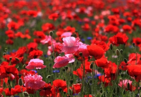 Red Flowers - Red, Relax, Beautiful, Flowers