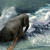 Elephant in the Surf