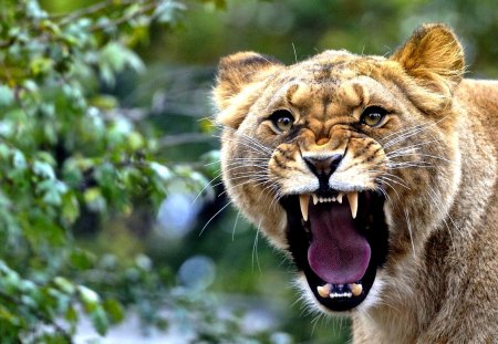 THE QUEEN RULES! - mouth, lioness, predator, lion, teeth, tongue