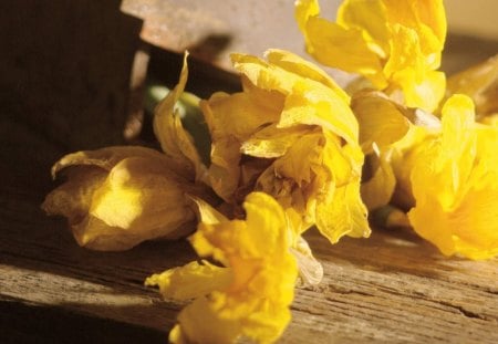 Beautiful flowers - love, tree, flowers, yellow