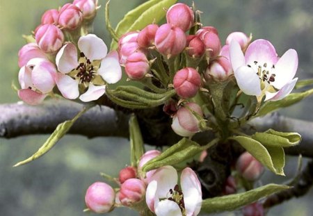 Blooming branch - pink, seasons, flowers, spring, fruits, buds, white, wihte, tree, nature, branch