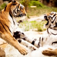 Tigers Playing