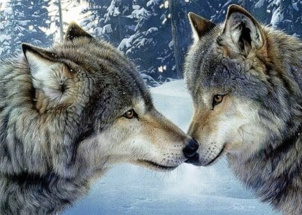 Wolfs - trees, winter, beautiful, snow, forest, two, wolfs, friends, animals, wild, other