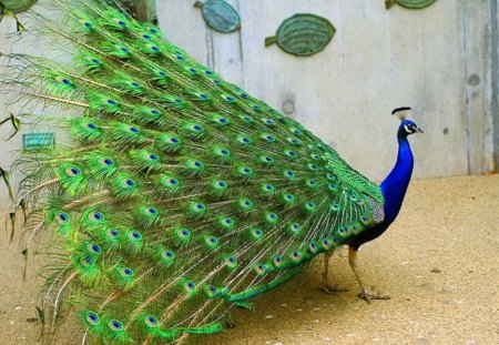 Wondrous tail - tail, peacock, colors, feathers