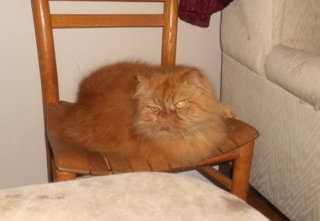 Picture of our Rusty Cat - persian, kitty, feline, cat