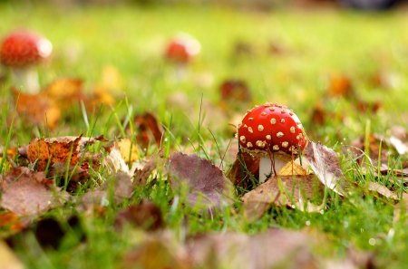 Red Mushroom Among the Leaves - nature, autumn, mushroom, red, day, leaves, green, field