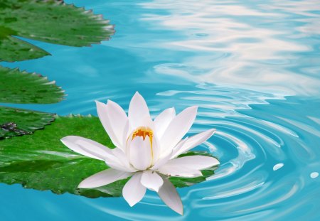 Lotus flower - pretty, lotus, water, blue, pond, beautiful, lovely, reflection, crystal, leaves, lily, flowers, nature, clear, lake, nice