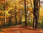 Yellow Autumn Forest