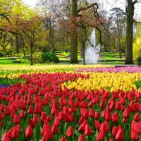 Keukenhof gardens