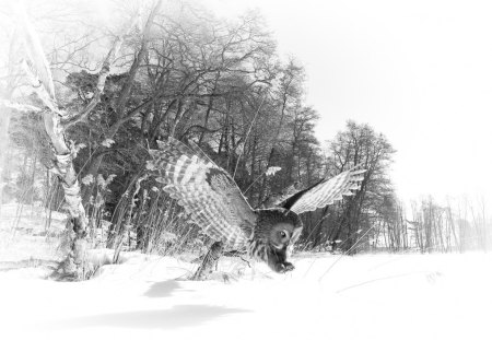 owl - owl, illustration, black, white, nature, landscape, art, animals