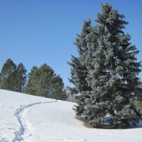 Christmas trees March 27