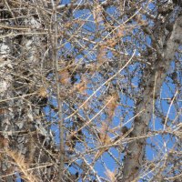 woodpecker bird on the tree