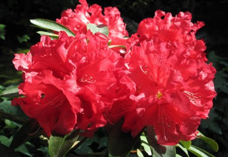 Flowers Blooms at the garden 09 - red, garden, hibiscus, flowers, photography, green