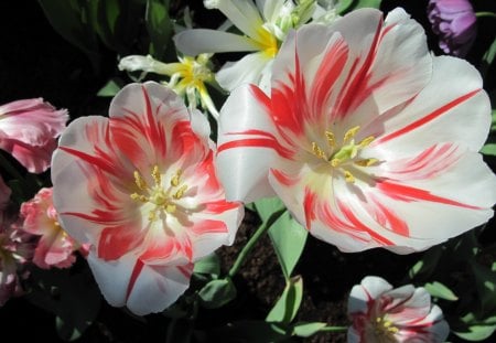 Flowers Blooms at the garden 15 - photography, tulips, white, yellow, striped, red, close-up, green, flowers, garden