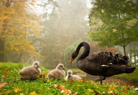 Mother Swan and Ducklings - trees, swan, brown, eyes, grass, ducklings, nature, autumn, wings, field, feathers, day, animals