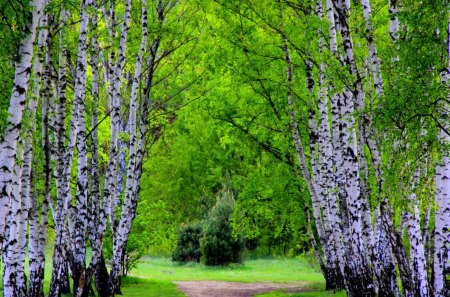 Birch Trees - trees, grass, forest, path, birch, white, nature, green, dirt