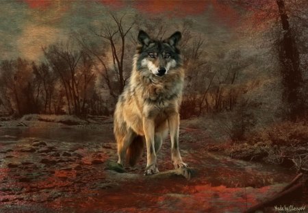 Wolf - autumn, outdooors, wolf, endangered, fall, pretty, dog, beautiful, mysterious