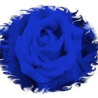 Blue Rose