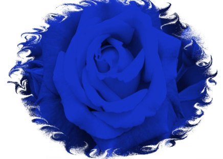 Blue Rose - red rose, flower, roses, rose