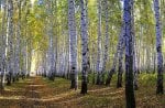 White Birch Tree Forest