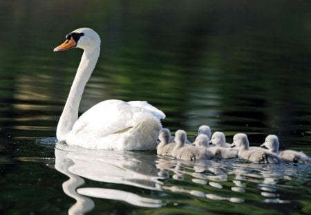 White Mother Swan and Little Ones - birds, white, water, nature, swan, lake, ducklings, animals