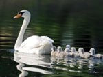 White Mother Swan and Little Ones