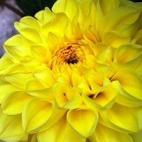 Yellow Dahlia