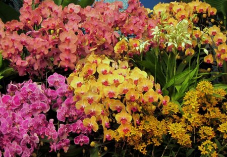 Pretty orchids - orchids, pretty, bright, beautiful, lovely