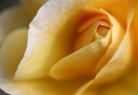 Large Yellow Rose - large, nature, yellow, rose, flower, petals