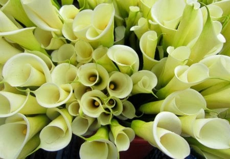 Zantedeschia aethiopica - white, funnel-shaped, pure beauty, heart-shaped oval