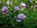 Pink,Hibiscus