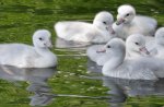 Baby Swans