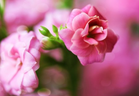 Pink roses - flowers, pink, rose, cute