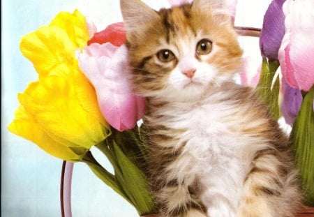 Kitten in a watercan - watercan, flowers, yellow, kitten