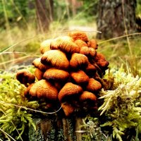 Autumn in forest.