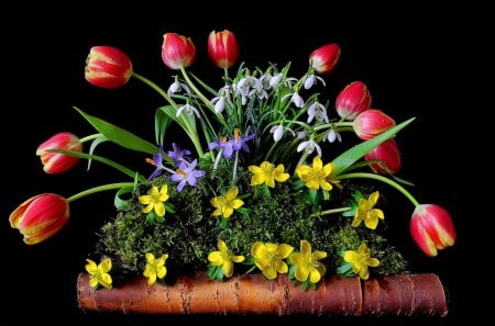 Still life - nice, frsehness, fresh, delicate, colorful, tulips, snowdrops, lovely, still life, spring, pretty, arrangement, beautiful, flowers