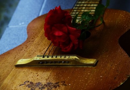 Guitar - play, guitar, rose, music