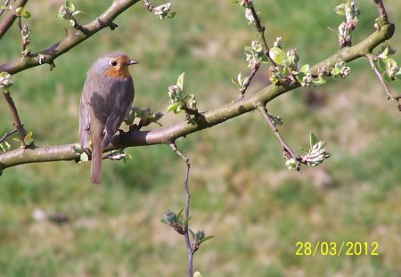 robin on a tree