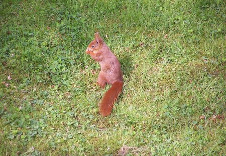 squirrel in the sun - animal, squirrels, squirrel, gopher