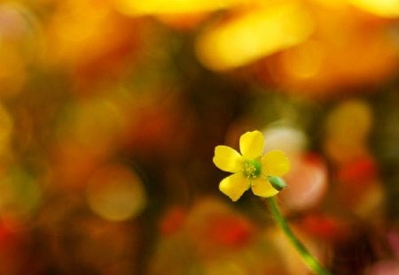 Flower - pretty, beautiful, pink petals, beauty, spring, lovely, petals, spring time, pink, tree, flowers, spring flowers, nature, pink flowers