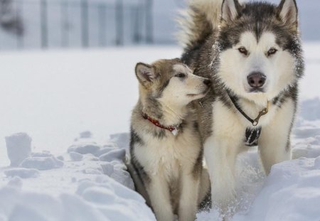 dog with puppy - dog, puppie, animal, other