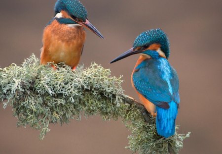 *** Kingfisher *** - animal, animals, bird, kingfishers, birds