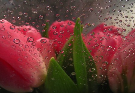 *** Tulips and drops *** - nature, tulips, flowers, drops