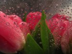 *** Tulips and drops ***