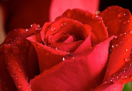 Red rose â™¥ - nature, red, beautiful, rose, drops, flower