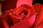 Red rose â™¥