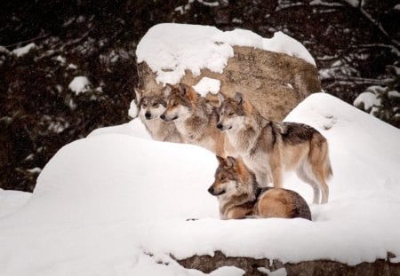 Wolfpack - wolf, nature, wolves, predator, snow, winter