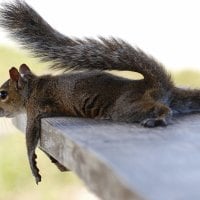 Funny squirrel