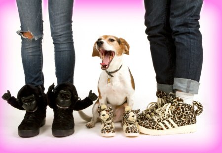 Time out, please! - leopard, funny, animal, pink, cute, white, monkey, print, shoe, dog