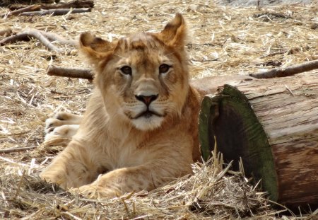 lion - lion, female, cat, panthera, african, family, animal, leo, zoo